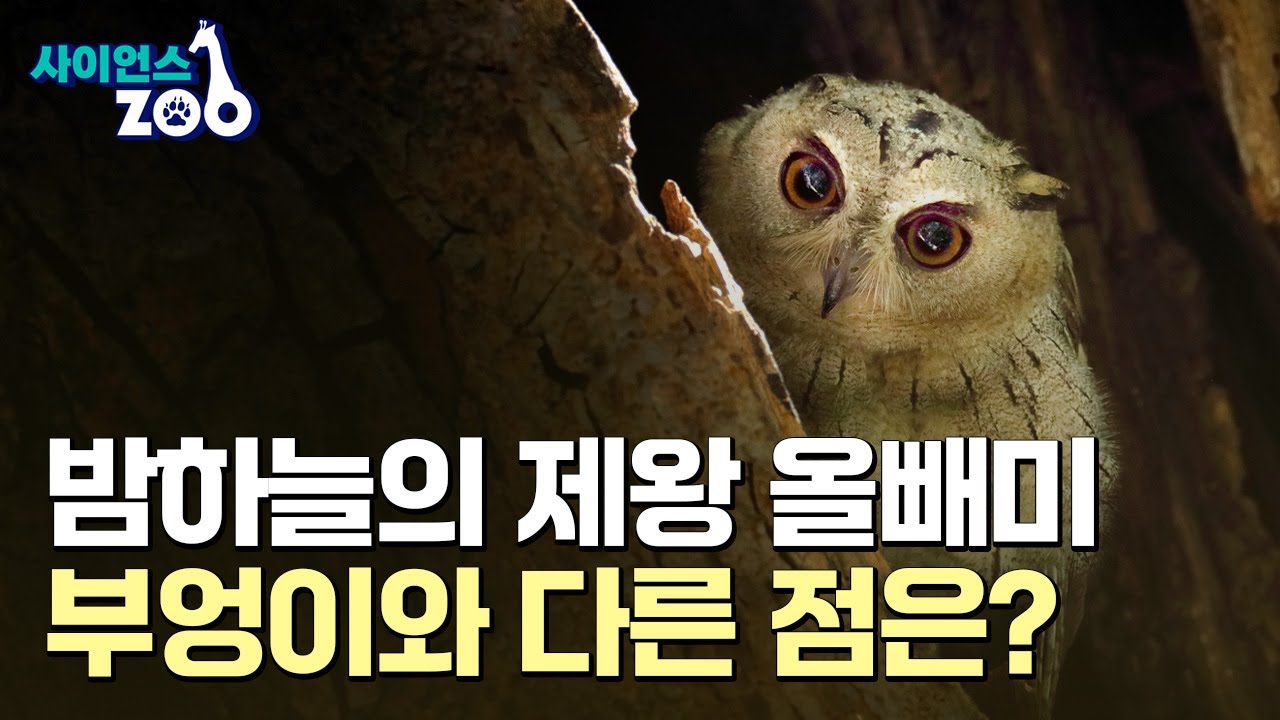 [사이언스ZOO] 야행성 맹금류의 비밀, 올빼미와 부엉이의 눈과 귀