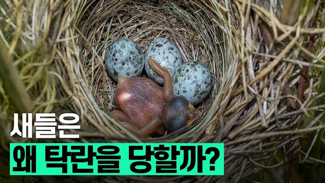 [핫클립] 새들은 왜 탁란을 당할까