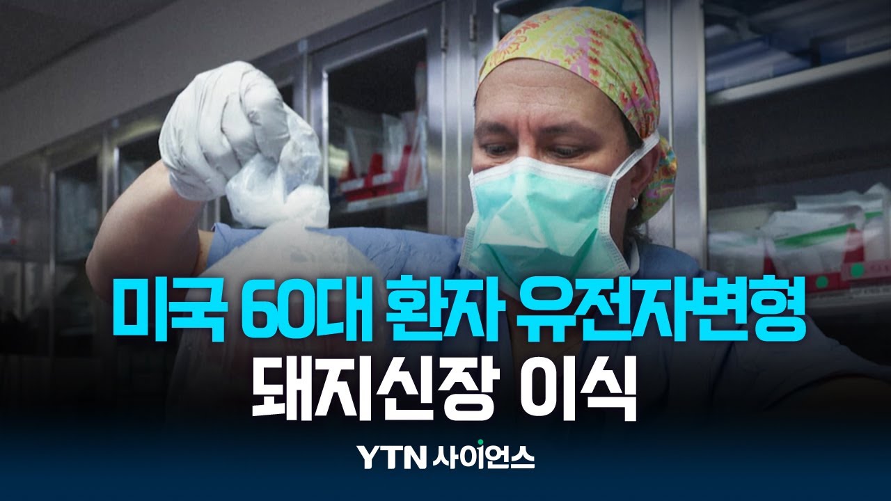 미국 60대 환자 유전자변형 돼지신장 이식...