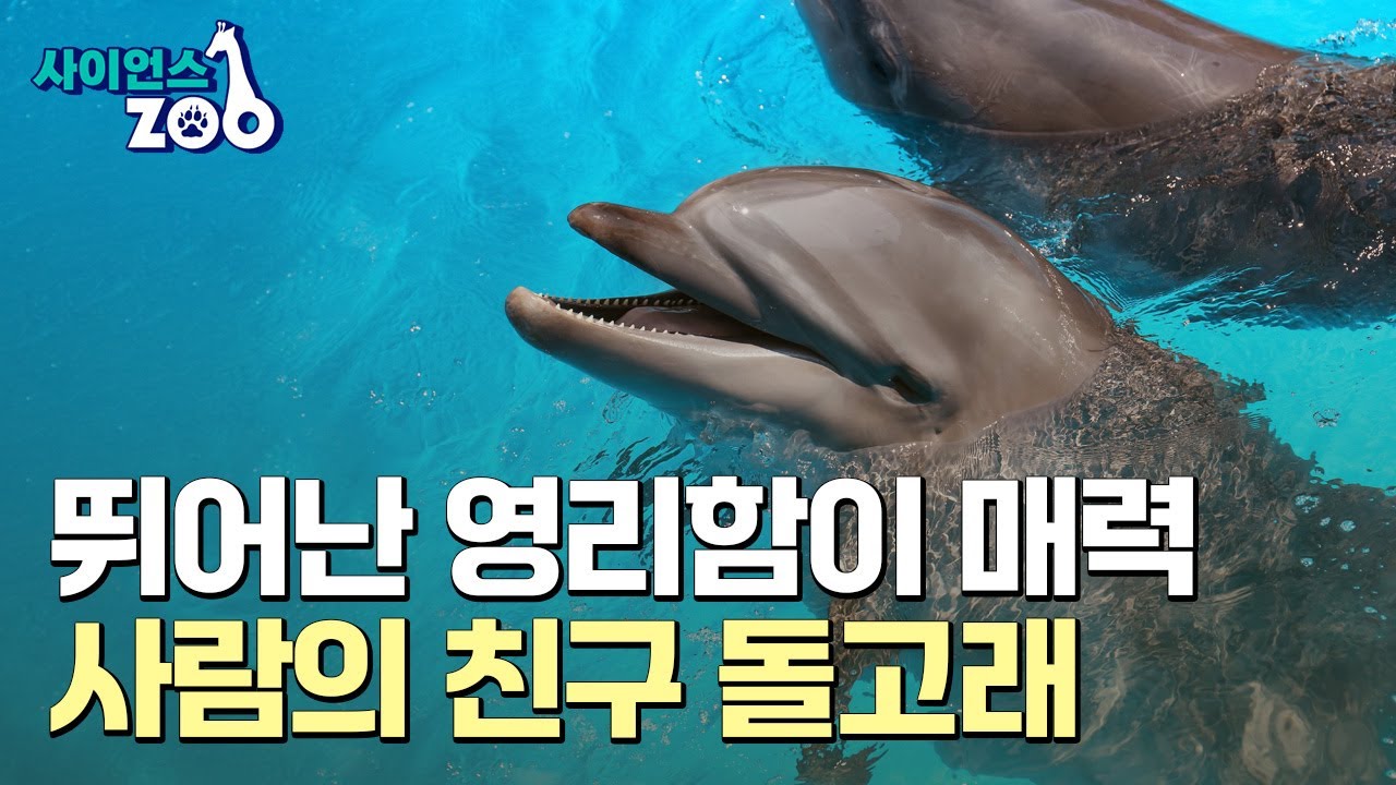 [사이언스ZOO] 영리한 사람의 친구 돌고래