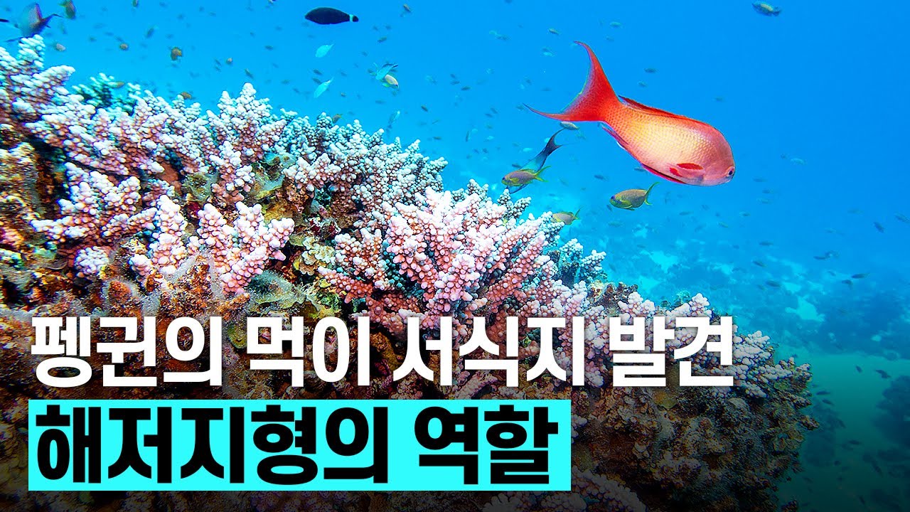 [핫클립] 펭귄은 어떻게 먹이 서식지를 찾아낼까