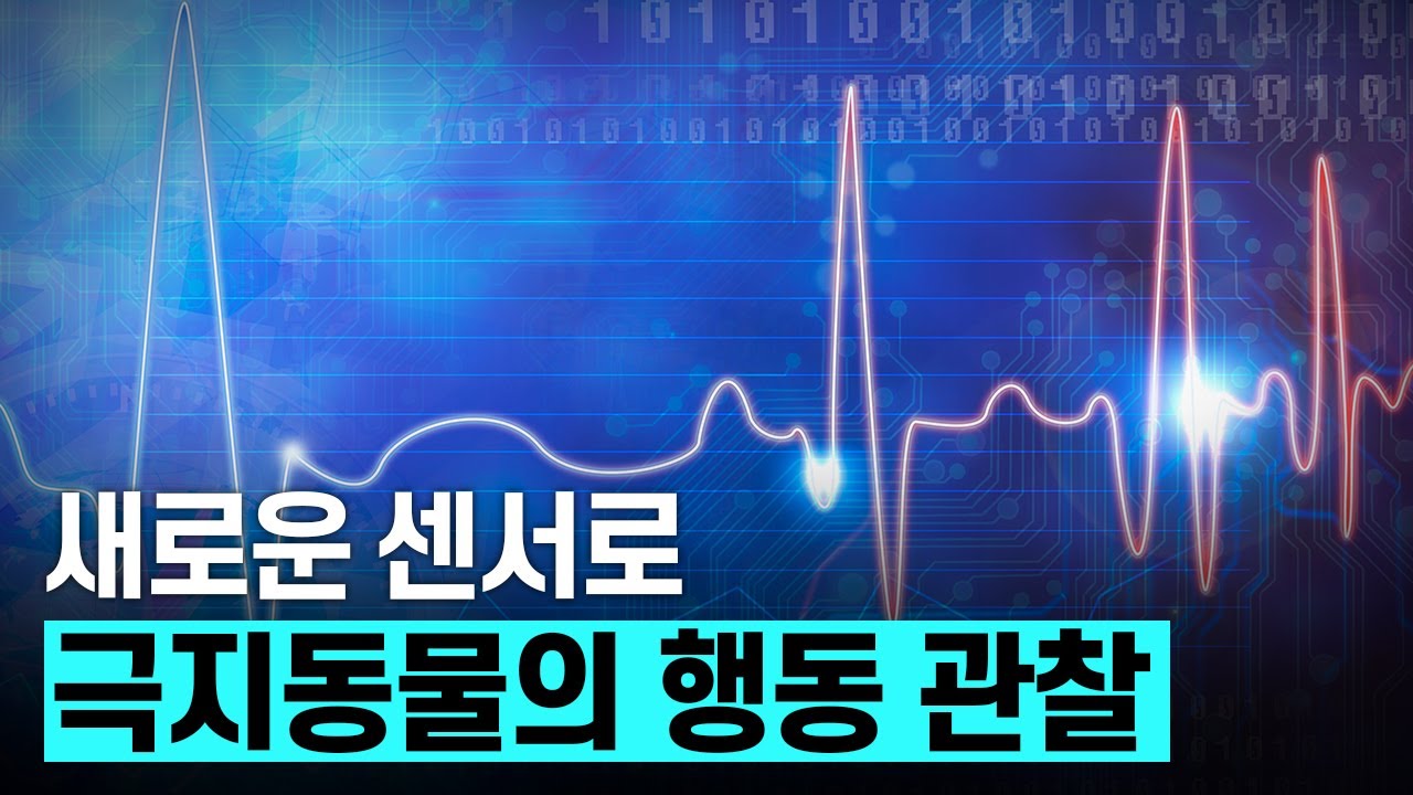 [핫클립] 극지동물의 또 다른 행동을 관찰할 수 있는 신규 센서는