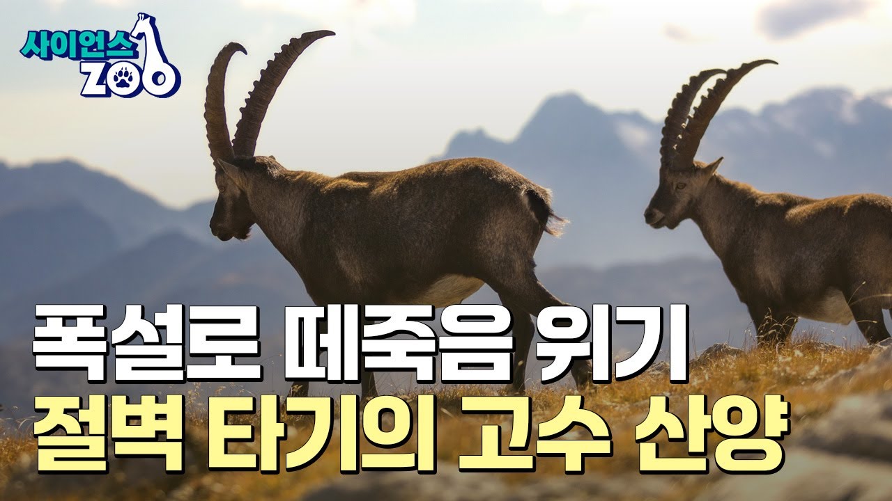 [사이언스ZOO] 절벽타기의 고수 산양…폭설로 위기 맞아