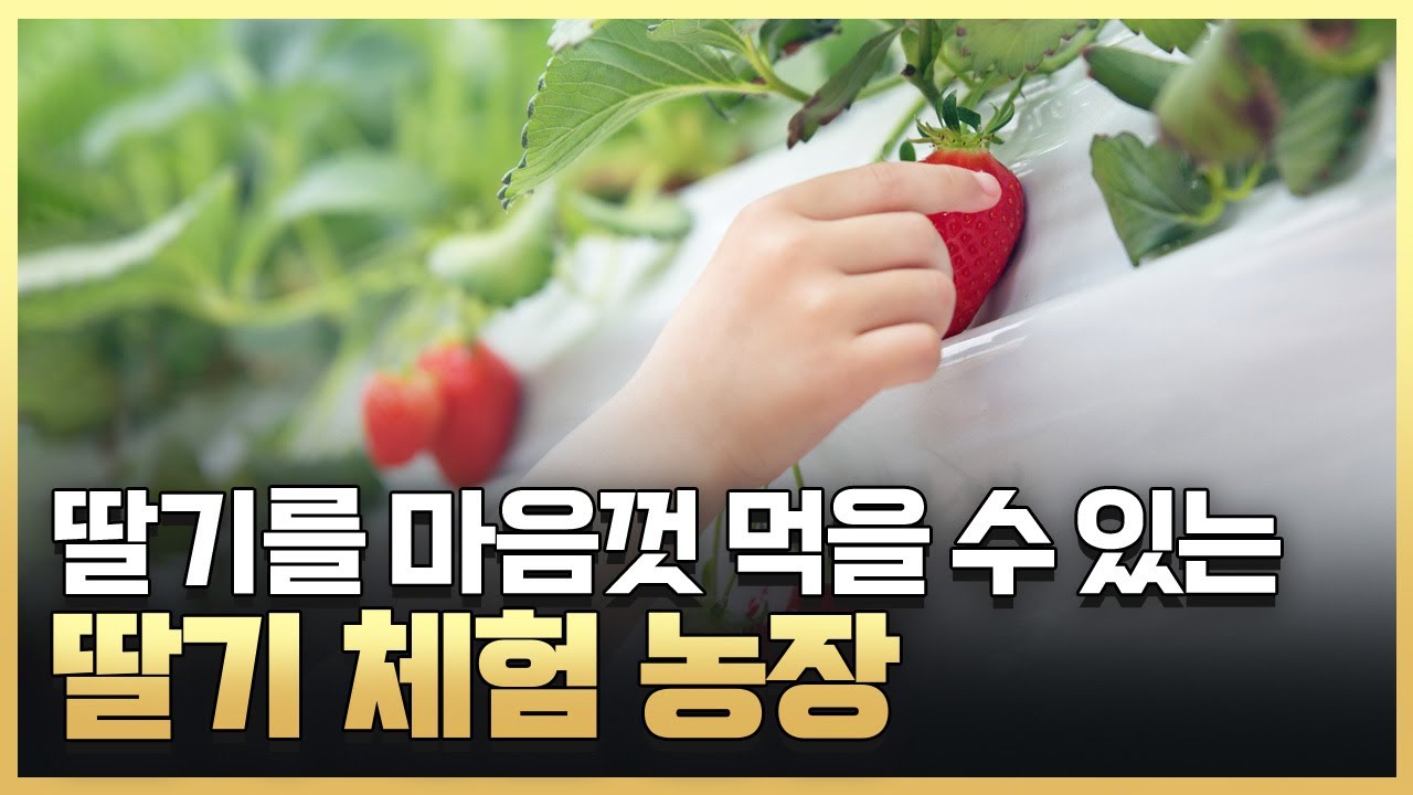 [황금나침반] 신선한 딸기를 바로 먹을 수 있는 딸기 체험 농장