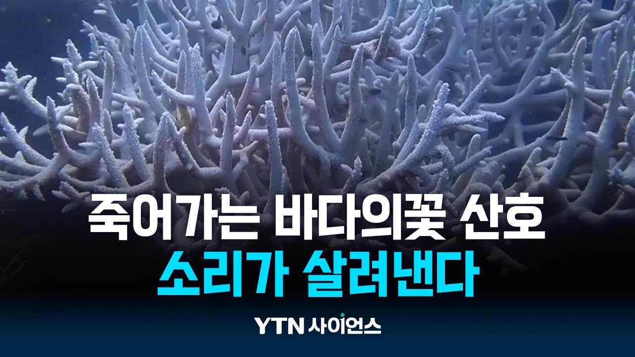 죽어가는 바다의 꽃 산호... 소리가 살려낸다!