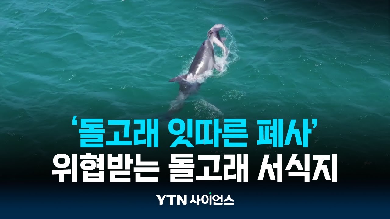 벌써 7번째 죽은 새끼 남방큰돌고래 발견...