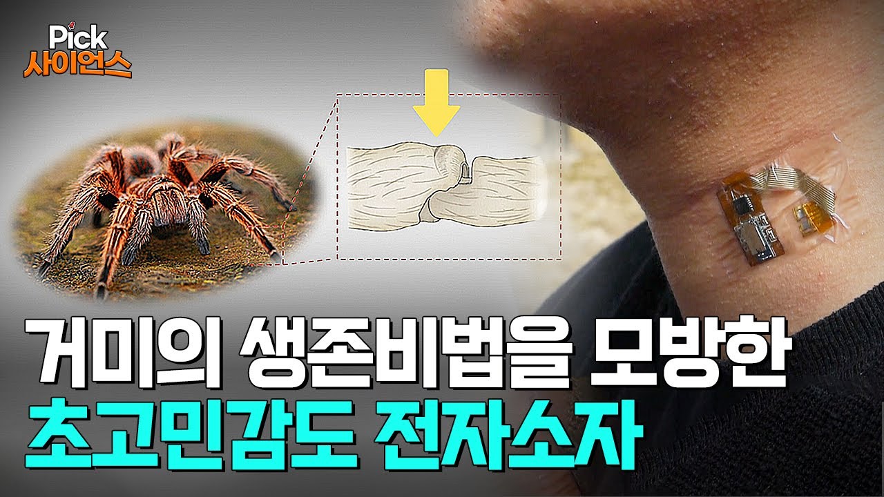 [Pick 사이언스] 거미에게서 찾은 생체모방기술
