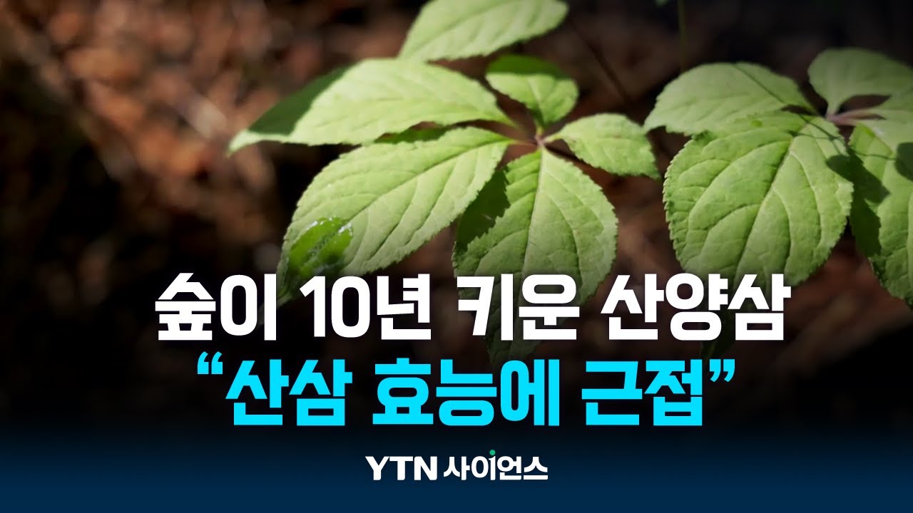 숲이 10~15년 키운 '산양삼'...