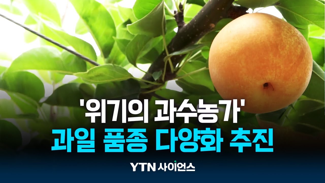 '기후 위기' 직격탄 맞은 과수 농가...신품종이 돌파구 될까