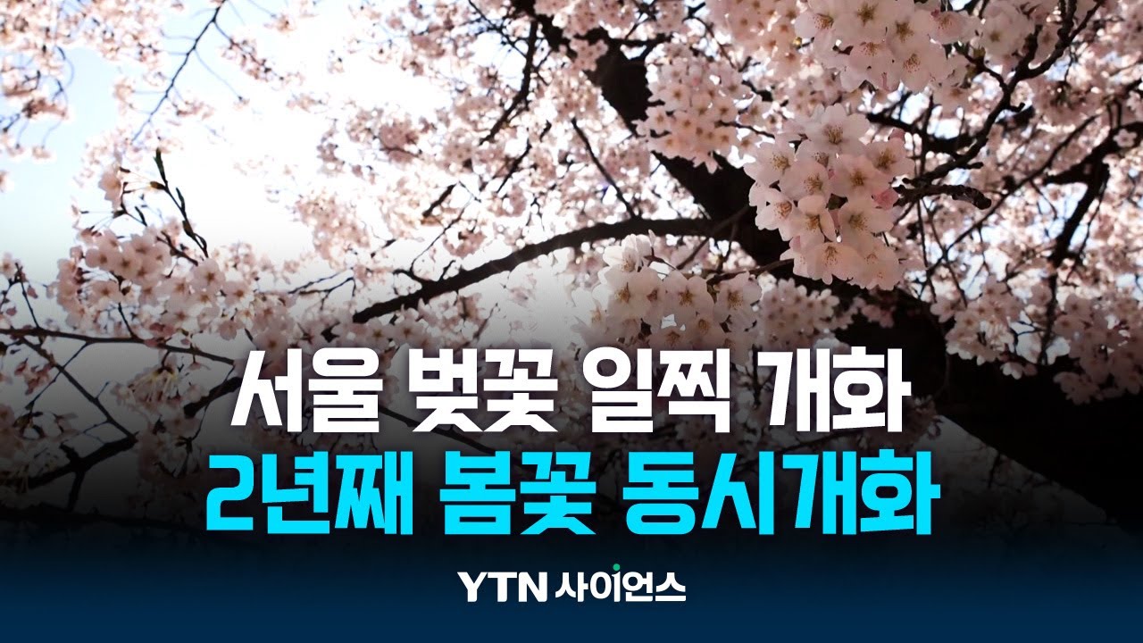 서울 벚꽃 일찍 개화 2년째 봄꽃 동시개화