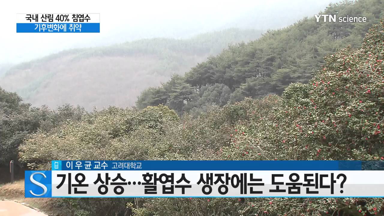 [사이언스 TV] 국내 산림 40% 침엽수, 기후변화에 더 취약