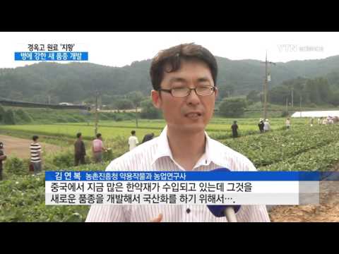 [사이언스 TV] 경옥고 원료 지황…병충해에 강한 새 품종 개발