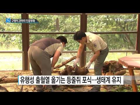 [사이언스 TV] '멸종 위기' 구렁이 치악산에서 인공부화