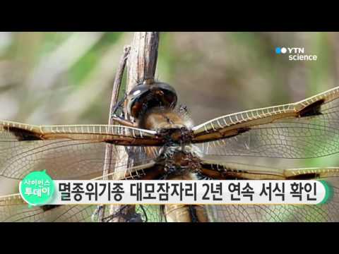 [사이언스 TV] 멸종위기종 대모잠자리 2년 연속 서식 확인