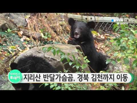 [사이언스 TV] 지리산 반달가슴곰, 경북 김천까지 이동