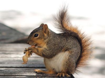 [사이언스타임즈] 다람쥐의 스마트한 먹이 저장법