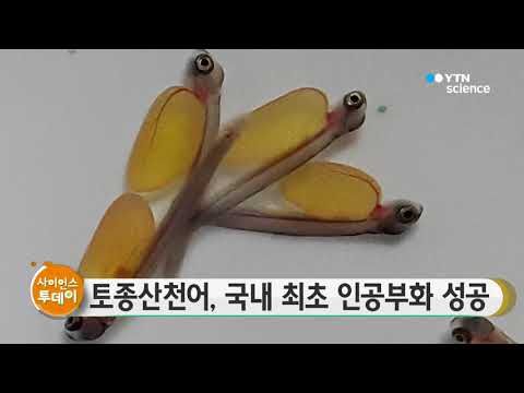 [사이언스 TV] 토종산천어, 국내 최초 인공부화 성공