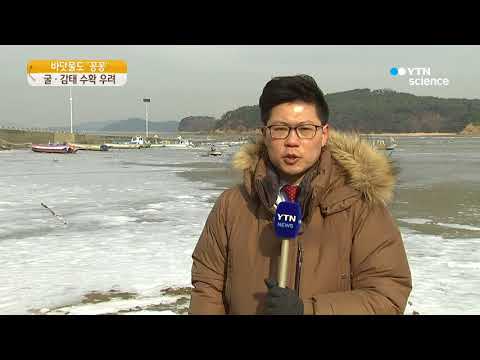 [사이언스 TV] 바닷물도 '꽁꽁'…굴·감태 수확 차질 우려