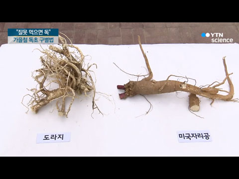 [사이언스TV] 가을철 약초  잘못 먹으면 독초 구별법은