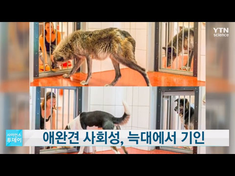 [사이언스TV] 애완견 사회성 늑대에서 기인