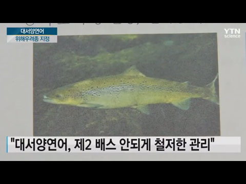 [사이언스TV] 대서양연어 '제2 배스 우려' 엄격관리, 양식업계 반발