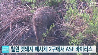 철원 멧돼지 폐사체 2마리에서 ASF 바이러스 검출