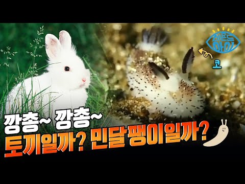 주로 일본과 필리핀 등지에서 서식하는 '이것'의 정체는? ??  [#X파일]