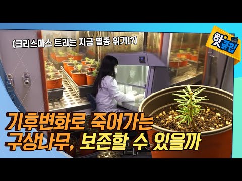 멸종 위기의 구상나무를 보존하는 방법 [#핫클립]