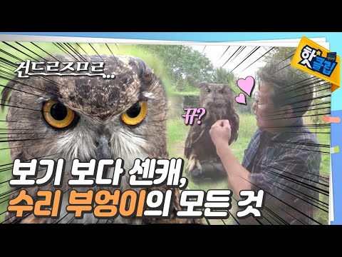 밤의 제왕, 수리부엉이의 모든 것 ?⚡️  [#핫클립]