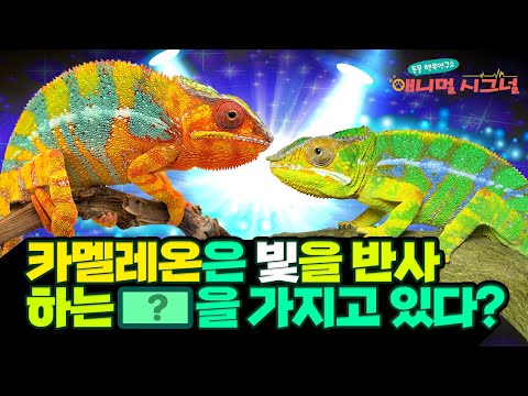 숨겨도 트윙클 티가 나~ ?✨ 카멜레온은 빛을 반사하는 ___을 가지고 있다? [#시크릿주주]