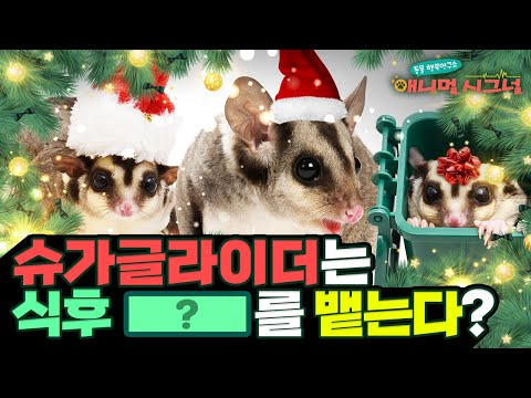 [시크릿 주주] 앙증맞은 몸집, 큰 눈망울! ? 슈가글라이더의 특급 시크릿!