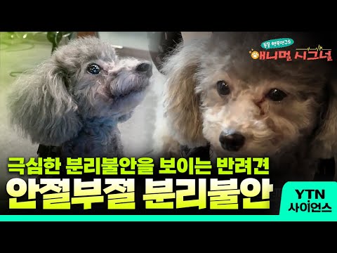 [애니멀 시그널] 보호자만 안보이면 불안해하며 짖는다는 구름이를 위한 맞춤 솔루션