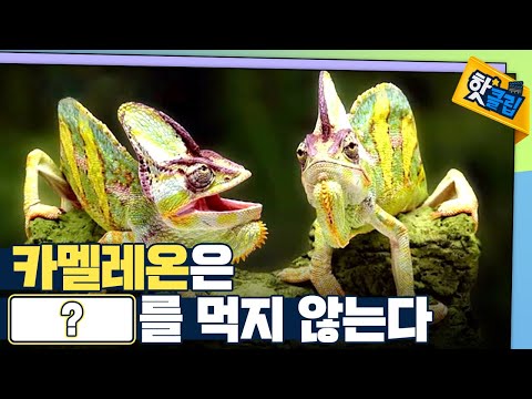 [핫클립] 기분에 따라 몸의 색깔을 바꾸는 카멜레온