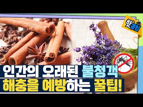 [핫클립] 가정에서 할 수 있는 해충 예방법