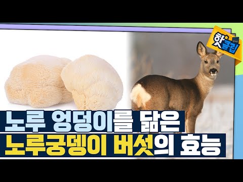 [핫클립] 남다른 효능의 노루궁뎅이 버섯