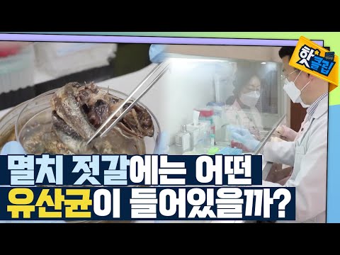 [핫클립] 멸치 젓갈에서 분리한 유산균