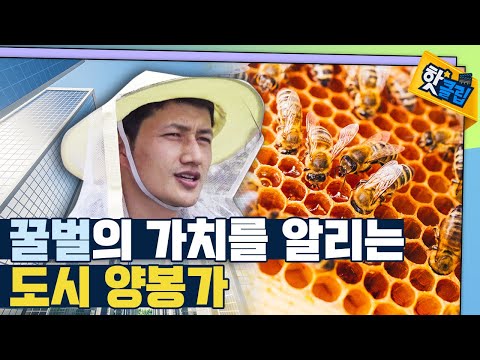 [핫클립] 사람과 벌의 공존을 꿈꾸는 도시 양봉가