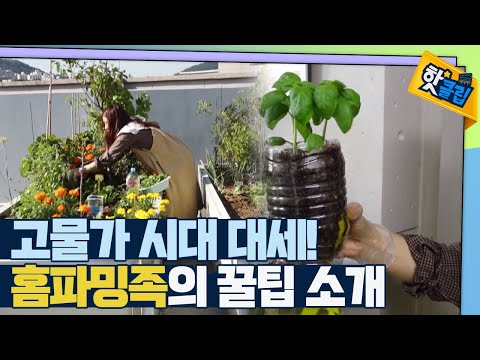 [핫클립] 홈파밍 고수의 채소 기르는 꿀팁