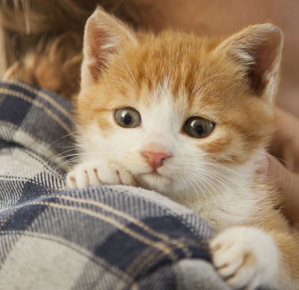 ‘고양이 집사’의 역사, 인류 최초 문명에서부터 시작?