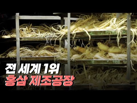 [핫클립] 전 세계 1위 홍삼 제조공장의 홍삼 제조 공정