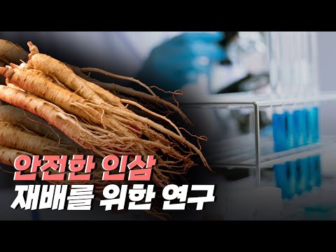 [핫클립] 최고의 인삼을 재배하기 위한 연구