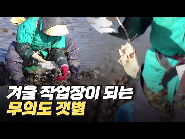 [핫클립] 겨울이 되면 속이 꽉 찬 굴이 지천으로 깔리는 무의도 갯벌