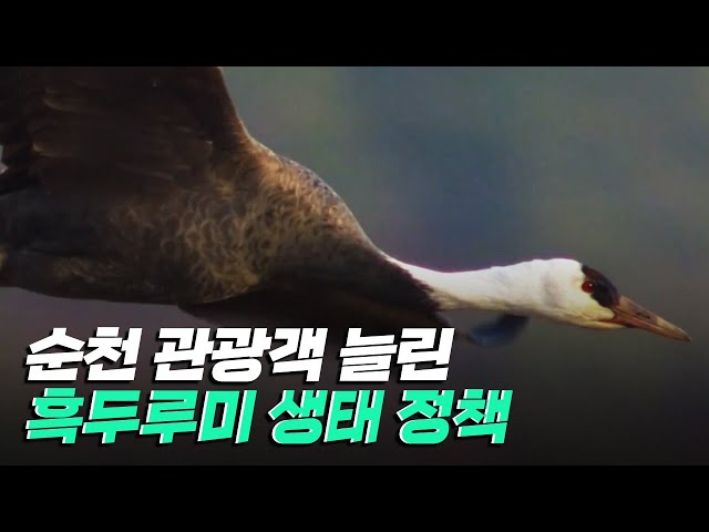 [핫클립] 흑두루미를 위한 생태 정책으로 경제를 견인하다