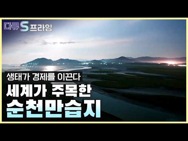 [다큐S프라임] 자연이 만든 경이로운 공간, 순천만습지 .. 세계가 순천을 주목하는 이유