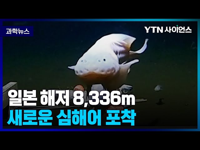 [과학뉴스] 日 해저 8,336m .. 꼼치류 심해어 포착