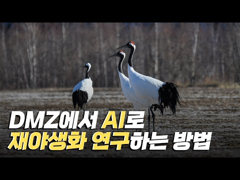 [핫클립] 정보통신기술을 접목해 DMZ의 재야생화를 연구하다