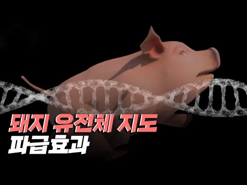 [핫클립] 돼지 유전체 지도가 가져온 파급효과