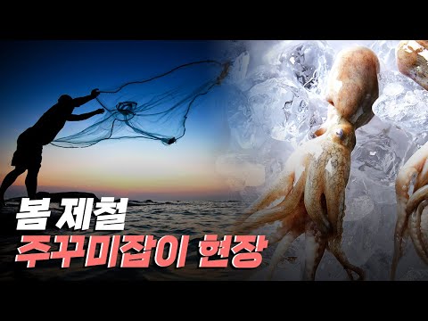 [핫클립] 봄의 진객, 주꾸미잡이 현장