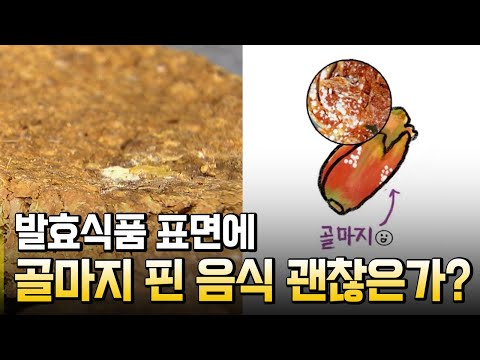 발효와 부패의 차이점