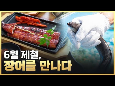 [황금나침반] 6월 제철의 맛! 장어